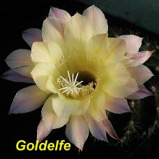 EP-H. Goldelfe.4.1.jpg 